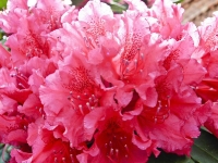 lachsfarbener Rhododendron_5228607
