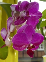 lila Orchidee_P8030584
