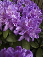 lila Rhododendron_5138531