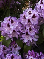 lila Rhododendron _5228604