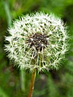 Loewenzahn_Pusteblume_P5094109