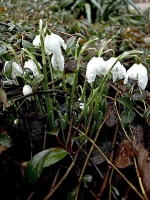 Maerzenbecher mit Regentropfen_3036417