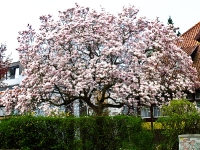 magnolienbaum_4157894