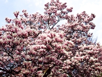 Magnolienbaum_4157897