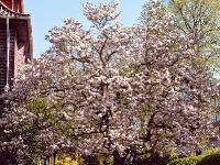 Magnolienbaum_4207960