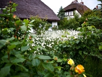 Margeriten und Rosen im Bauerngarten_6049012
