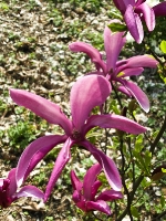 rosa Rhododendron_4157869