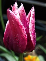 rosa Tulpe mit Wassertropfen_AA130290