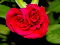 rote Rose mit 2 Roeschen_3166933