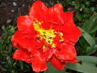 rote Tulpe_4207977