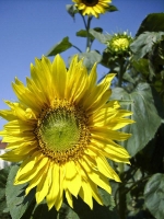 Sonnenblume_DSCI0013 