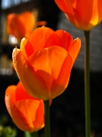 Tulpe_Blueten_AA249175