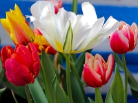 tulpe_mfw13__018404