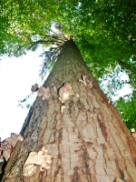 mit Hallimasch infizierter Baum__A102559