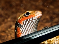 feuerskink_4