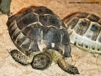 maurische_landschildkroete_1