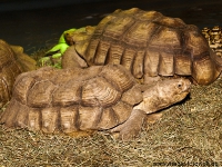 Spornschildkroete_7