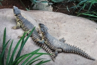 Tropen Aquarium Hagenbeck