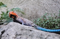 Tropen Aquarium Hagenbeck