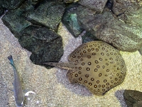 Tropen Aquarium Hagenbeck