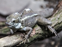 Tropen Aquarium Hagenbeck