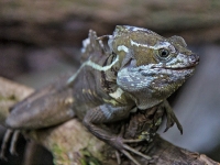 Tropen Aquarium Hagenbeck