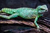 Tropen Aquarium Hagenbeck