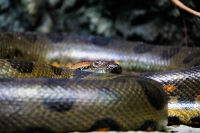 Tropen Aquarium Hagenbeck