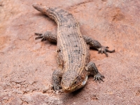 Tierpark Hagenbeck