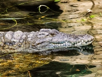 Tropen Aquarium Hagenbeck