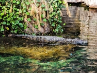 Tropen Aquarium Hagenbeck