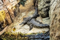 tropen-aquarium-hagenbeck_mfw13__015102