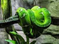 tropen-aquarium-hagenbeck_mfw13__015141