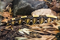 Tropen Aquarium Hagenbeck