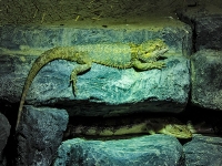 tropen-aquarium-hagenbeck_mfw13__015180