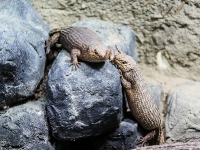 Tropen Aquarium Hagenbeck