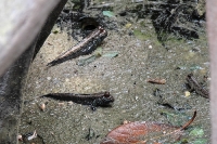 Tropen Aquarium Hagenbeck