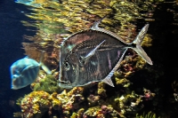 Tropen Aquarium Hagenbeck