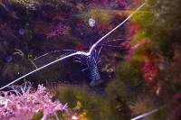 tropen-aquarium-hagenbeck_mfw13__015343