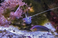 Tropen Aquarium Hagenbeck