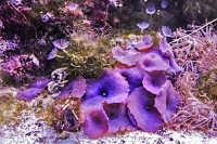 tropen-aquarium-hagenbeck_mfw13__015345