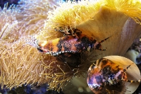 Tropen Aquarium Hagenbeck