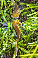 Tropen Aquarium Hagenbeck