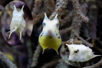 tropen-aquarium-hagenbeck_mfw13__015364coll