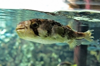 tropen-aquarium-hagenbeck_mfw13__015395