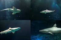 Tropen Aquarium Hagenbeck