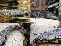 tropen-aquarium-hagenbeck_mfw13__015551coll