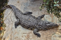 Tropen Aquarium Hagenbeck