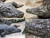 Tropen Aquarium Hagenbeck