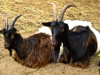 Wildpark Lüneburger Heide